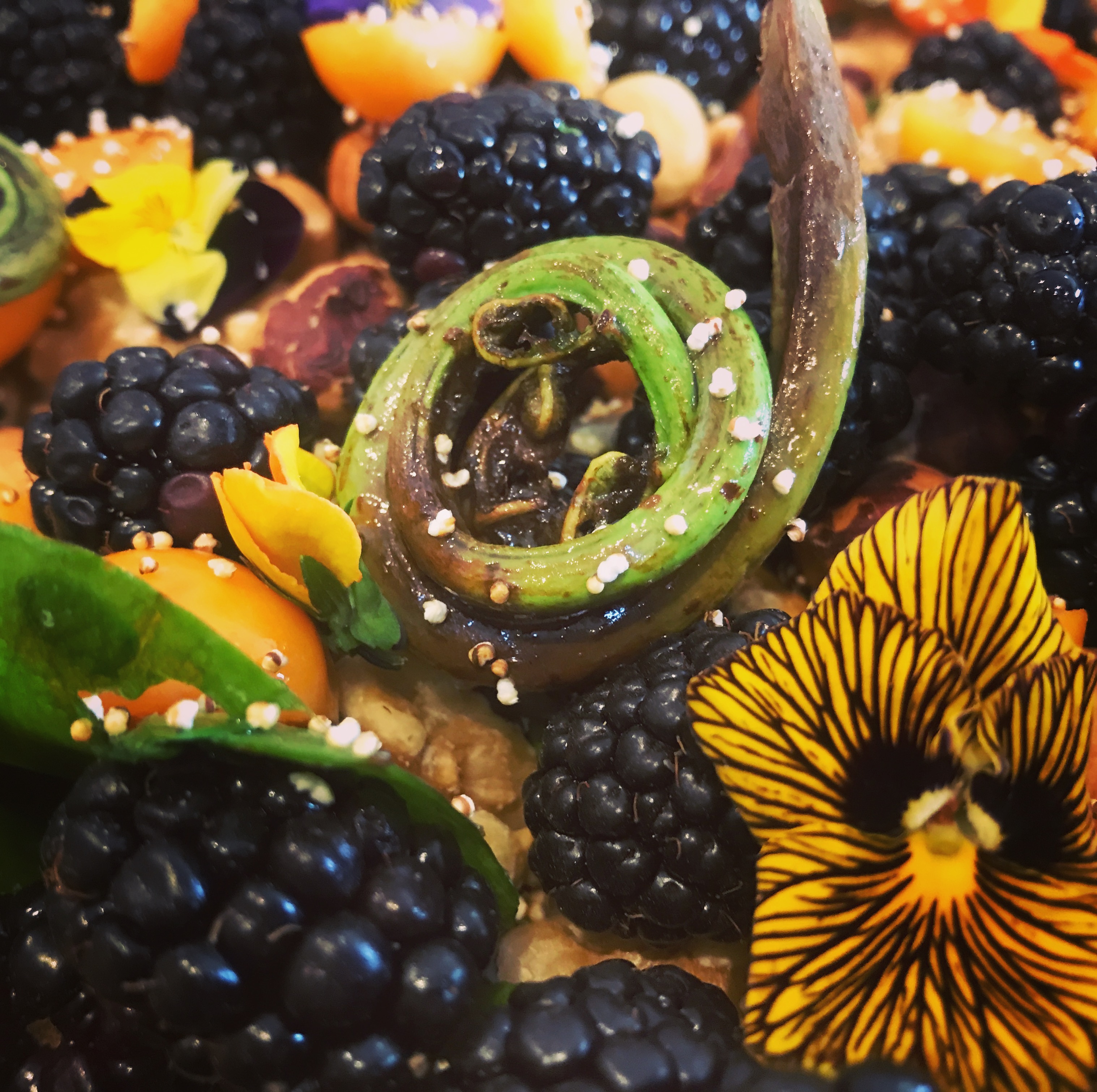 fiddlehead-fern.jpg